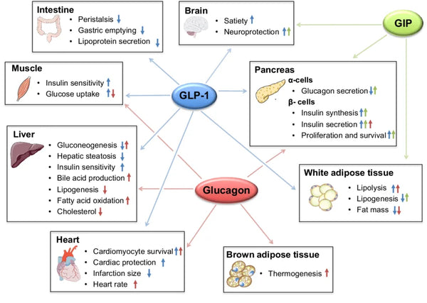 Overview of the 3 mechanisms and how they affect various organs. Source: reddit